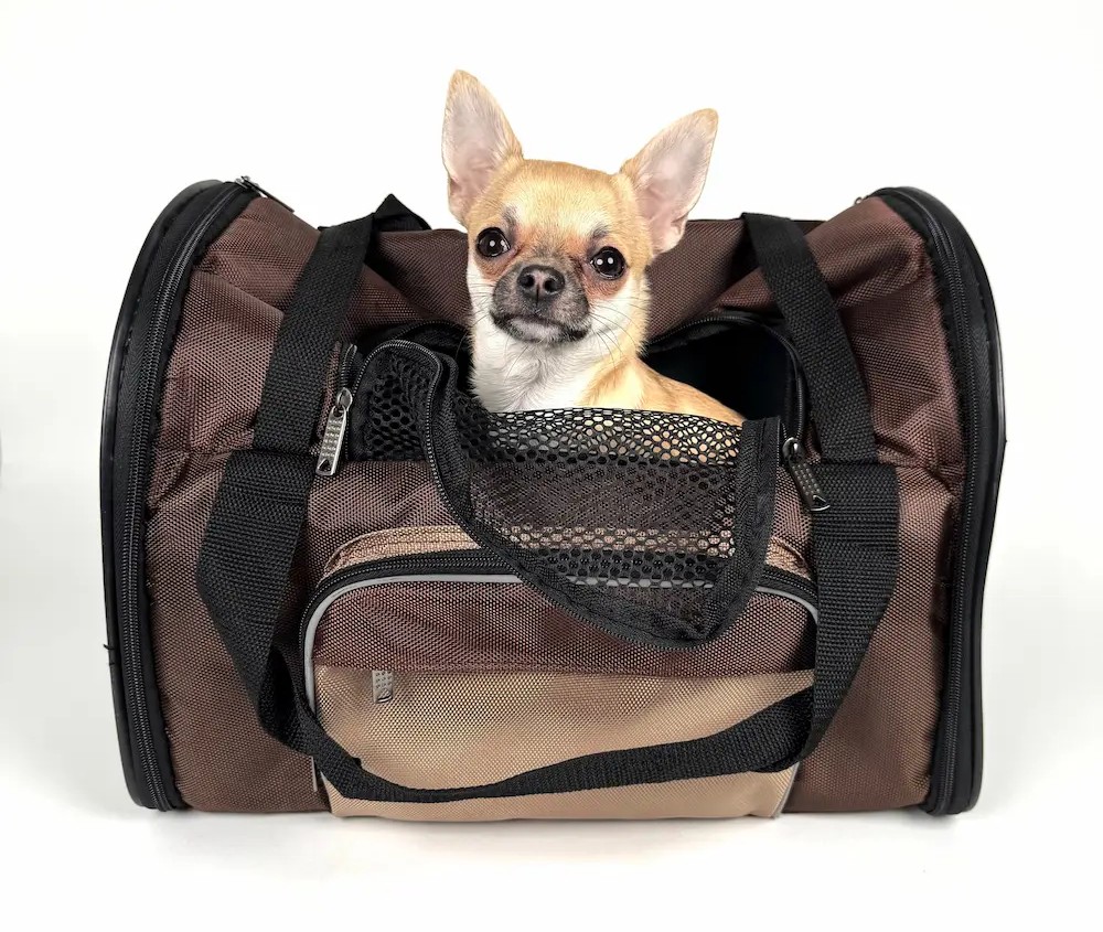 Small dog inside a handbag