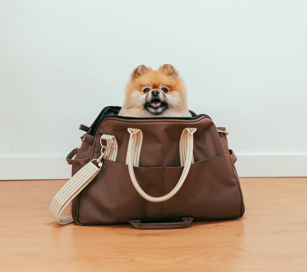 Small dog inside a hand bag