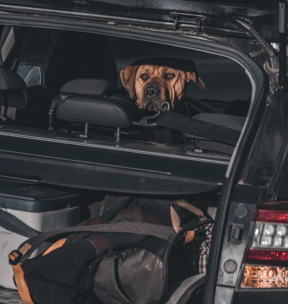 Dog in a car looking outside the opened boot of the car