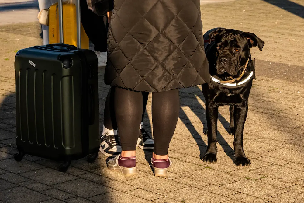 Dog standing next to owner with a suitcase