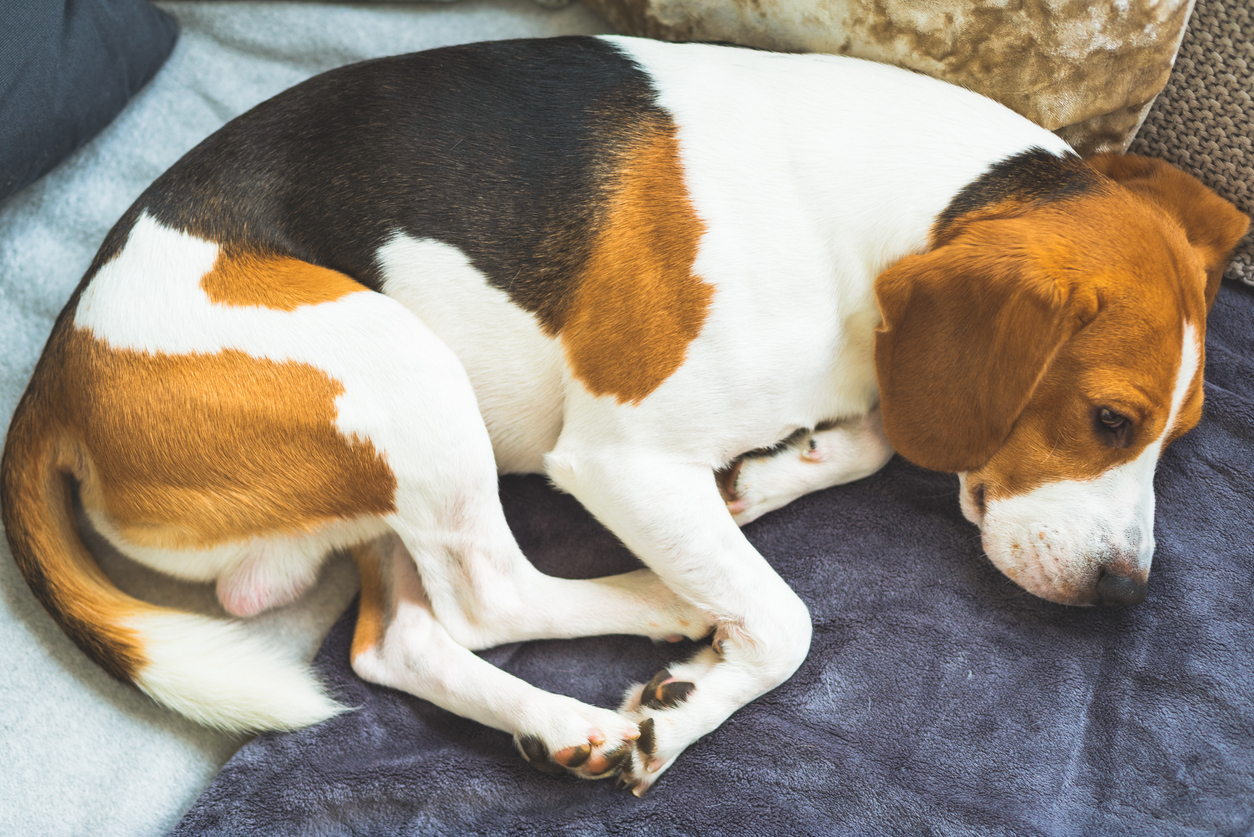 Dog Vomiting: Signs Your Dog Needs Veterinary Care