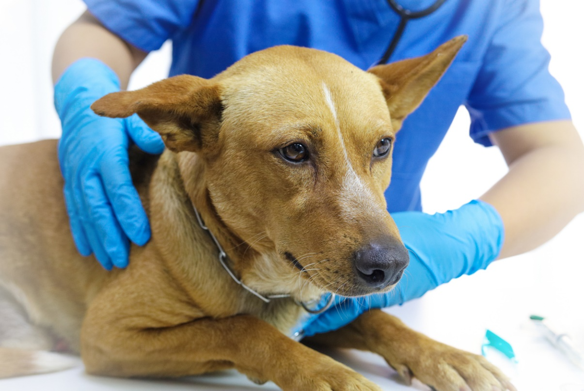 Veterinarian examining a dog with signs of illness, including possible vomiting.