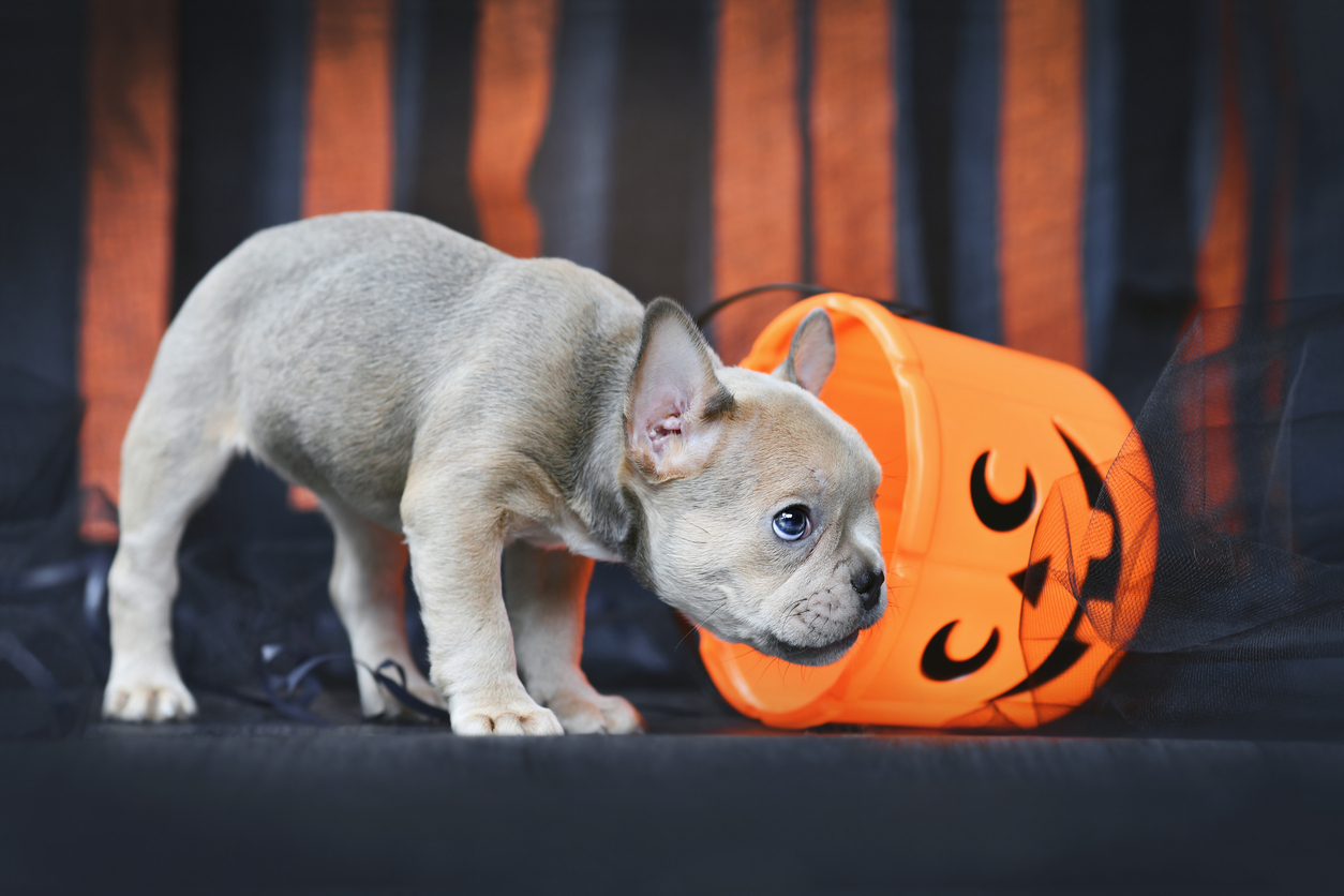 Puppy investigating a Halloween treat bucket, illustrating potential Halloween hazards for dogs.