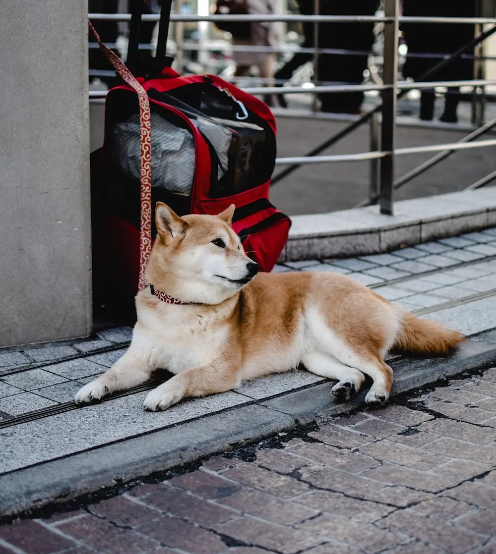 Medium sized dog noutside next to a travel bag