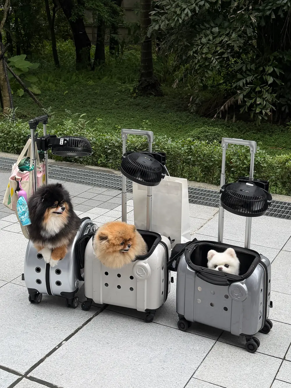 Three small dogs in three suitcases